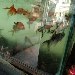 Fancy Fish Aquarium