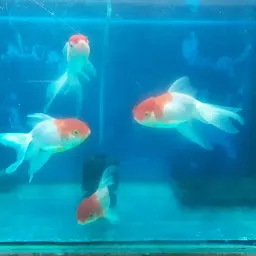 Fancy Fish Aquarium & Pet's Shop - Best Fish Aquarium In Yavatmal