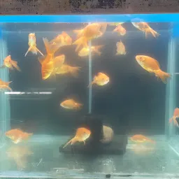 Fancy Fish Aquarium & Pet's Shop - Best Fish Aquarium In Yavatmal