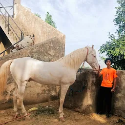 FATEH STUD FARM