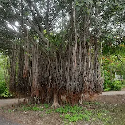 Fergusson College