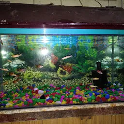 Fish Aquarium