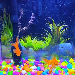 Fish Aquarium