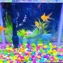 Fish Aquarium