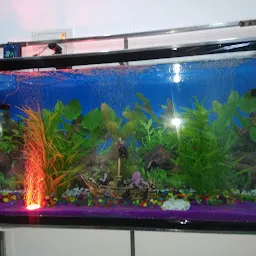 Fish Aquarium