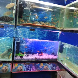 Fish Aquarium