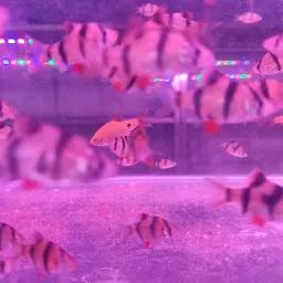 FISH AQUARIUM BAZAR