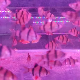 FISH AQUARIUM BAZAR