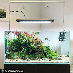 Fish aquarium home