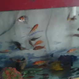 Fish Aquarium House