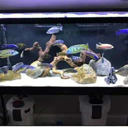 Fish Aquarium House