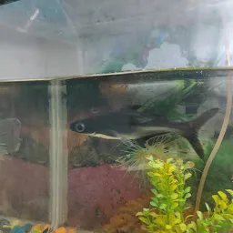 Fish Aquarium Machli Ghar