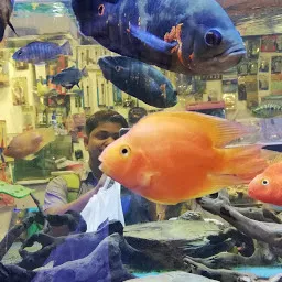 Fish Aquarium Zone