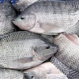 Fish Bazzar