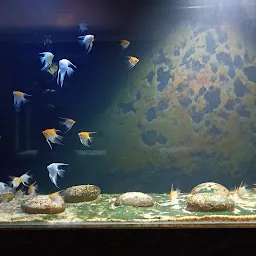 Fish Gallery