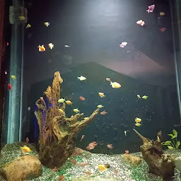 Fish Gallery