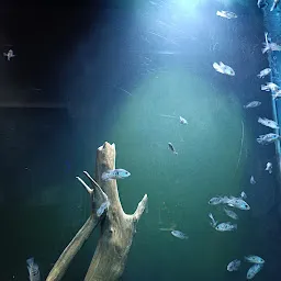 Fish Gallery