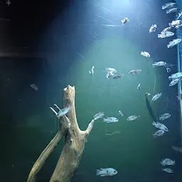 Fish Gallery