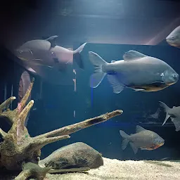 Fish Gallery