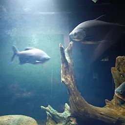 Fish Gallery