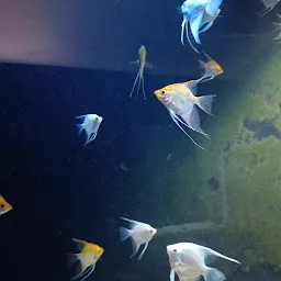 Fish Gallery