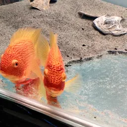 Fish hobby store