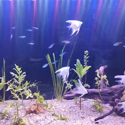 Fish Kingdom