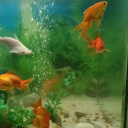 Fish Land Aquarium