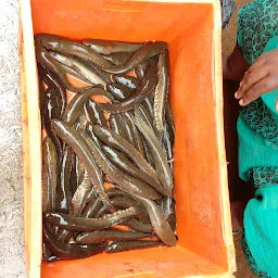 Fish Market జల పుష్ప భవన్