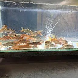 Fish Paradise