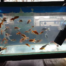 Fish Paradise