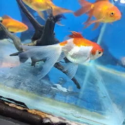 Fish point & Aquarium pets shop