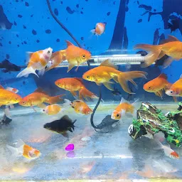 Fish point & Aquarium pets shop