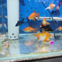 Fish point & Aquarium pets shop