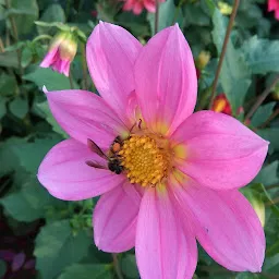 Floricultural Garden, RIE, Bhubaneswar