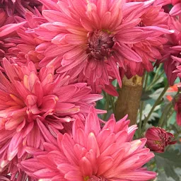 Floricultural Garden, RIE, Bhubaneswar