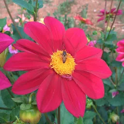 Floricultural Garden, RIE, Bhubaneswar