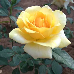 Floricultural Garden, RIE, Bhubaneswar