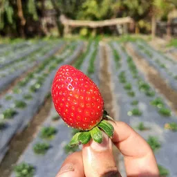 Fresh Strawberry Farming