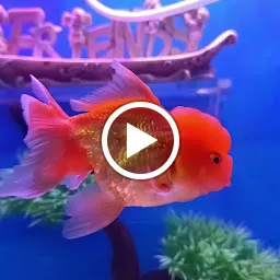 Friend's Aquarium