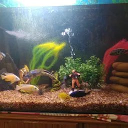 Friend's Aquarium