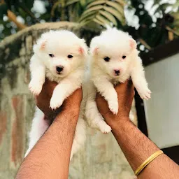 Furry Family Pet Store