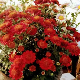 GAHELOT NURSERY AND FLORICULTURE