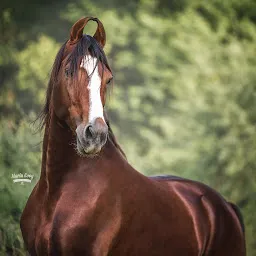 Gandhi Stud Farm