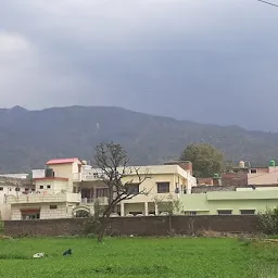 Garden of mango trees