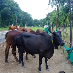 Gau MaaRT - Ahmedabad's Largest Network Home Delivering Fresh Raw Desi Cow A2 Milk, Gir Cow Milk