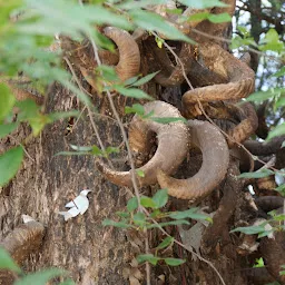 Ghatotkach Tree Temple