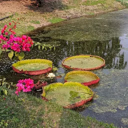 Giant water lily