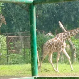 Giraffe Cage