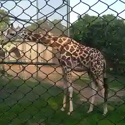 Giraffe Enclosure